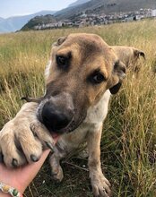 SRECKO, Hund, Mischlingshund in Kroatien - Bild 29