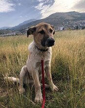 SRECKO, Hund, Mischlingshund in Kroatien - Bild 30