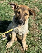 SRECKO, Hund, Mischlingshund in Kroatien - Bild 31