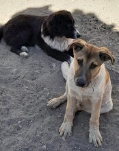 SRECKO, Hund, Mischlingshund in Kroatien - Bild 32