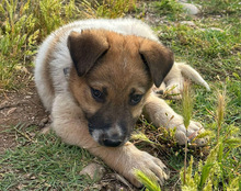 SRECKO, Hund, Mischlingshund in Kroatien - Bild 33