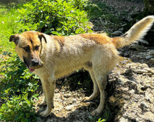 SRECKO, Hund, Mischlingshund in Kroatien - Bild 4