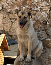 SRECKO, Hund, Mischlingshund in Kroatien - Bild 6