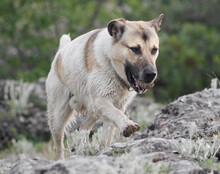 SRECKO, Hund, Mischlingshund in Kroatien - Bild 7