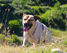 SRECKO, Hund, Mischlingshund in Kroatien - Bild 8