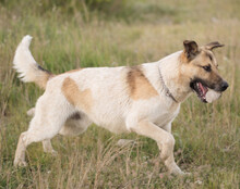 SRECKO, Hund, Mischlingshund in Kroatien - Bild 9