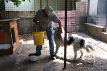 HERO, Hund, Tornjak-Mix in Kroatien - Bild 4