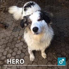 HERO, Hund, Tornjak-Mix in Kroatien - Bild 5