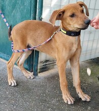 KEUKE, Hund, Rhodesian Ridgeback-Deutscher Schäferhund-Mix in Slowakische Republik - Bild 1