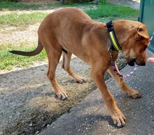 KEUKE, Hund, Rhodesian Ridgeback-Deutscher Schäferhund-Mix in Slowakische Republik - Bild 2