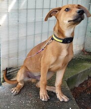 KEUKE, Hund, Rhodesian Ridgeback-Deutscher Schäferhund-Mix in Slowakische Republik - Bild 3