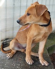 KEUKE, Hund, Rhodesian Ridgeback-Deutscher Schäferhund-Mix in Slowakische Republik - Bild 4