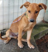 KEUKE, Hund, Rhodesian Ridgeback-Deutscher Schäferhund-Mix in Slowakische Republik - Bild 5