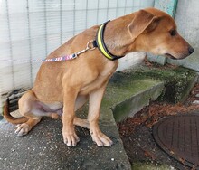 KEUKE, Hund, Rhodesian Ridgeback-Deutscher Schäferhund-Mix in Slowakische Republik - Bild 6