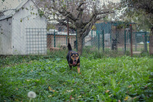 AARAN, Hund, Mischlingshund in Kroatien - Bild 4