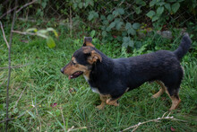 AARAN, Hund, Mischlingshund in Kroatien - Bild 5