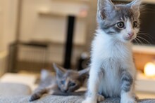 GREY, Katze, Hauskatze in Bulgarien - Bild 2