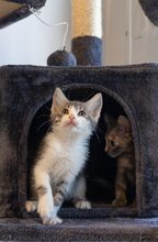 GREY, Katze, Hauskatze in Bulgarien - Bild 3