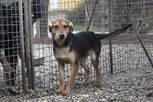 LARA, Hund, Mischlingshund in Kroatien - Bild 1