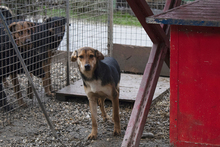 LARA, Hund, Mischlingshund in Kroatien - Bild 2