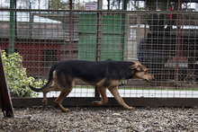 LARA, Hund, Mischlingshund in Kroatien - Bild 3