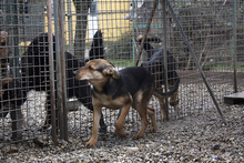 LARA, Hund, Mischlingshund in Kroatien - Bild 4