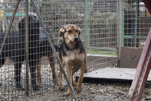 LARA, Hund, Mischlingshund in Kroatien - Bild 5