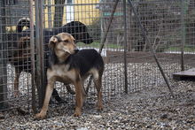 LARA, Hund, Mischlingshund in Kroatien - Bild 6