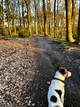 VERITY, Hund, Mastin Español-Mix in Nordhausen - Bild 12