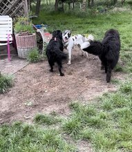 VERITY, Hund, Mastin Español-Mix in Nordhausen - Bild 14