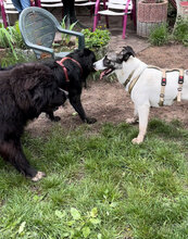 VERITY, Hund, Mastin Español-Mix in Nordhausen - Bild 2