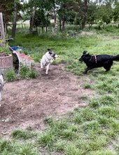 VERITY, Hund, Mastin Español-Mix in Nordhausen - Bild 3