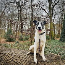 VERITY, Hund, Mastin Español-Mix in Nordhausen - Bild 8