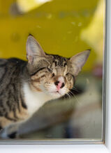 TOMMY, Katze, Hauskatze in Düsseldorf - Bild 9