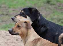 CAMPO, Hund, Mischlingshund in Weilburg - Bild 13