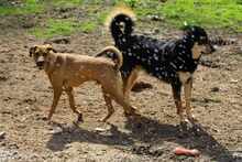 CAMPO, Hund, Mischlingshund in Weilburg - Bild 14