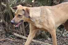 CAMPO, Hund, Mischlingshund in Weilburg - Bild 18