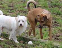 CAMPO, Hund, Mischlingshund in Weilburg - Bild 19