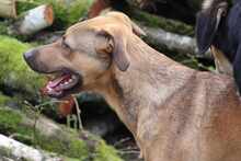 CAMPO, Hund, Mischlingshund in Weilburg - Bild 20