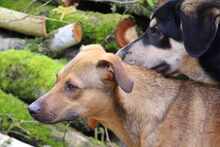 CAMPO, Hund, Mischlingshund in Weilburg - Bild 21