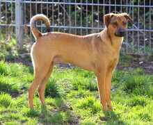 CAMPO, Hund, Mischlingshund in Weilburg - Bild 7