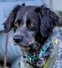 NESPOLA, Hund, Mischlingshund in Moers - Bild 1