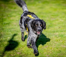 NESPOLA, Hund, Mischlingshund in Moers - Bild 11