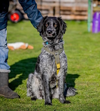 NESPOLA, Hund, Mischlingshund in Moers - Bild 12