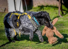 NESPOLA, Hund, Mischlingshund in Moers - Bild 9