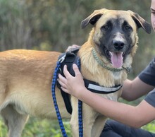 ILO, Hund, Mischlingshund in Griechenland - Bild 3