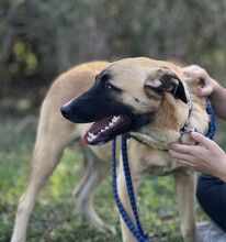 ILO, Hund, Mischlingshund in Griechenland - Bild 4