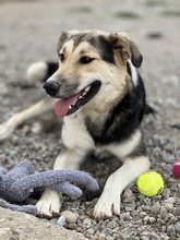 STEVE, Hund, Mischlingshund in Griechenland - Bild 1