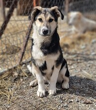 STEVE, Hund, Mischlingshund in Griechenland - Bild 7