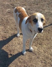 SNOWFLAKE, Hund, Herdenschutzhund-Mix in Griechenland - Bild 2